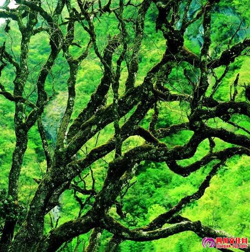 珙桐,有"植物活化石"之称,是我国8种一级重点保护植物中的珍品,也是全