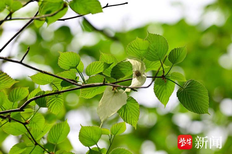南京中山植物园"植物活化石"珙桐花绽枝头,似白鸽飞舞