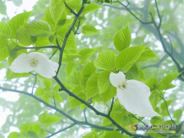 春雪消融 珙桐花开