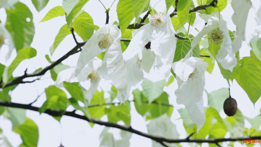 珙桐花开成都大运会闭幕式,背后深意你读懂了吗?