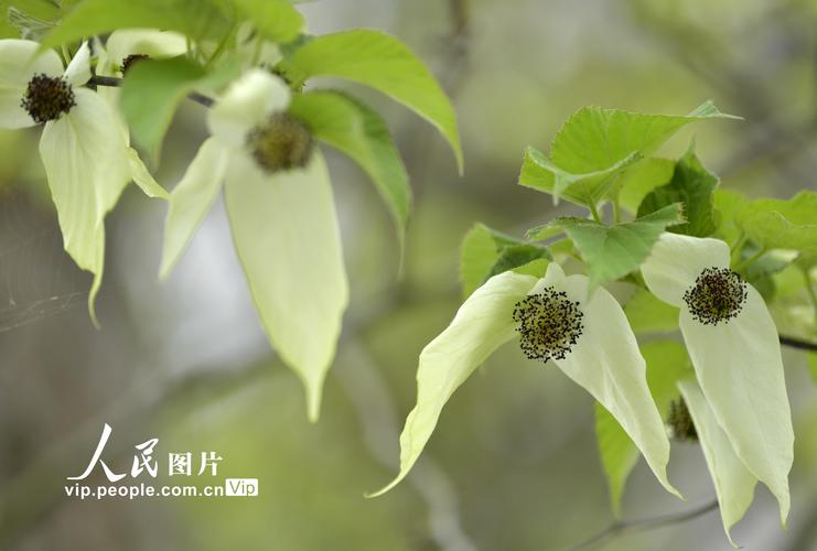 湖北恩施:珍稀珙桐"鸽子花开"