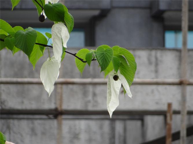 植物界的活化石