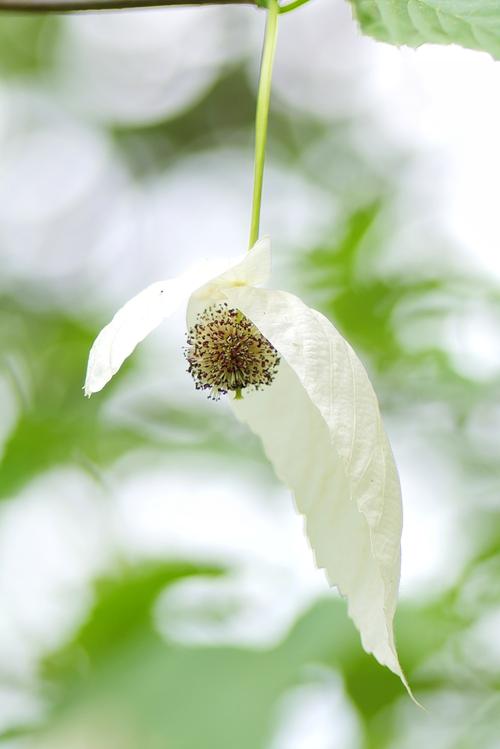 纳雍:"白鸽"展翅 珙桐花开